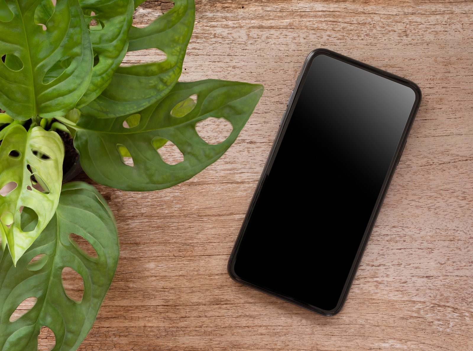 Smartphone on a wooden desk beside lush green leaves, representing digital marketing, social media management, and modern small business workspaces.
